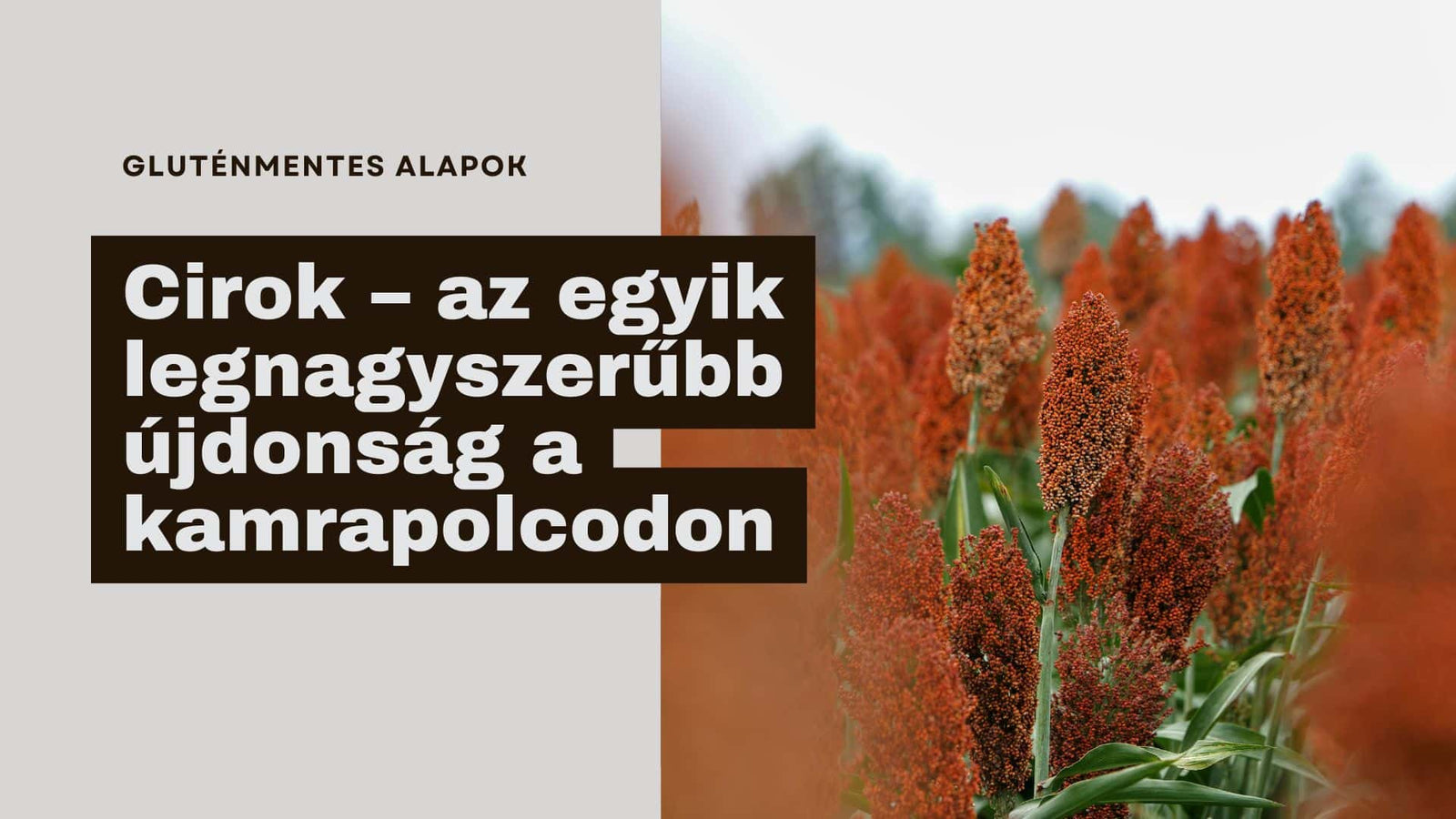 Cirok – az egyik legnagyszerűbb újdonság a kamrapolcodon